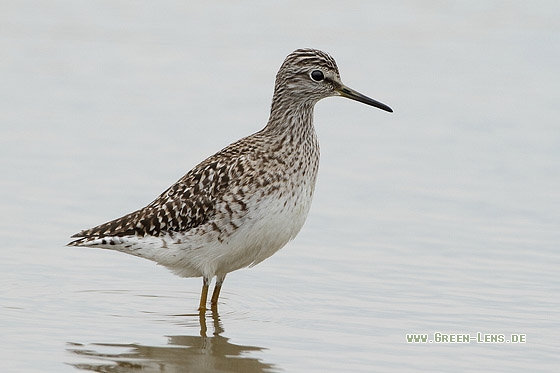 Bruchwasserläufer - Copyright Stefan Pfützke