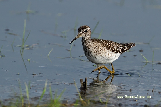 Bruchwasserläufer - Copyright Stefan Pfützke