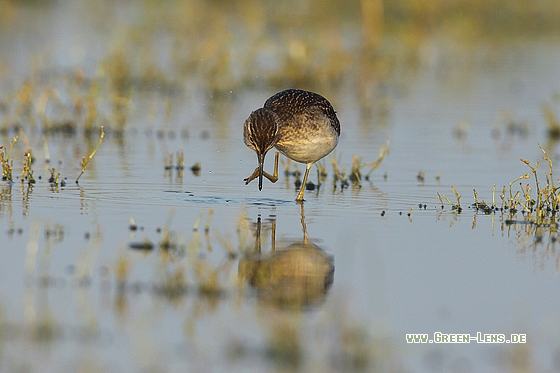 Bruchwasserläufer - Copyright Stefan Pfützke