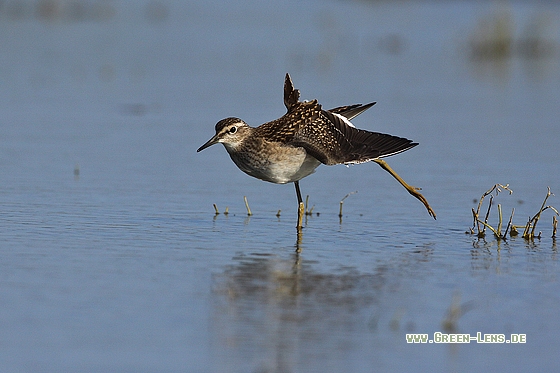 Bruchwasserläufer - Copyright Stefan Pfützke