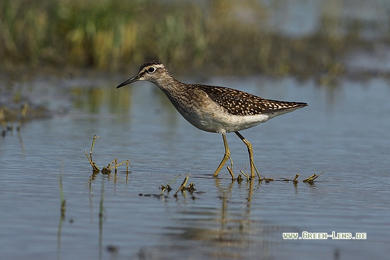 Bruchwasserläufer - Copyright Stefan Pfützke