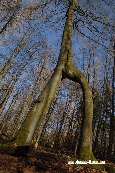 Buchenwald - Copyright Christian Gelpke