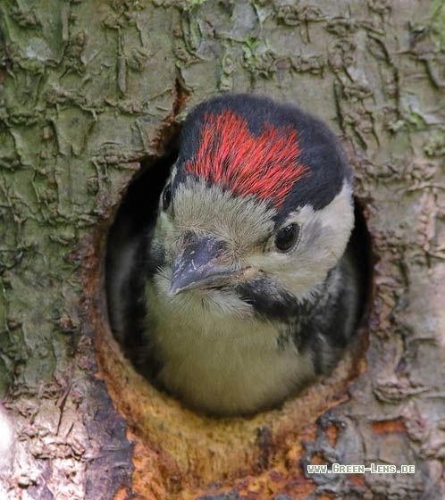 Buntspecht - Copyright Stefan Pfützke