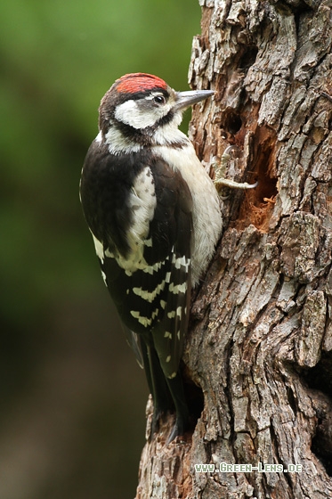 Buntspecht - Copyright Stefan Pfützke