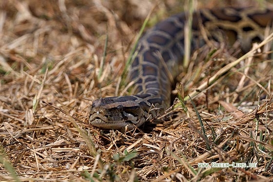 Dunkler Tigerpython - Copyright Stefan Pfützke