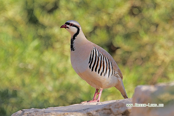 Chukarhuhn - Copyright Christoph Moning