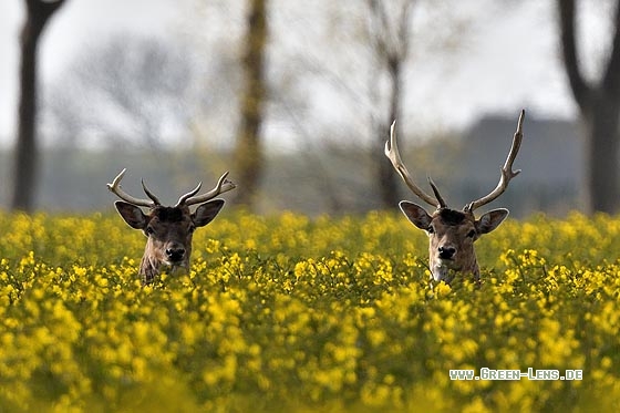 Damhirsch - Copyright Stefan Pfützke