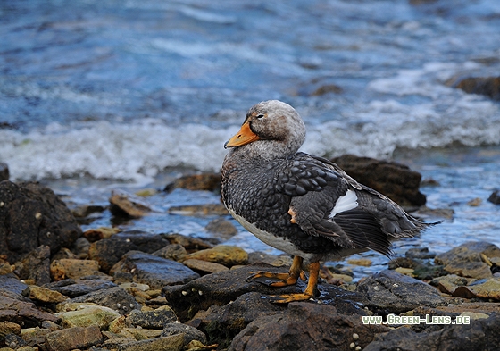 Falkland Dampfschiffente - Copyright Christian Gelpke