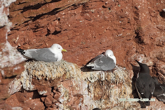 Dreizehenmöwe - Copyright Stefan Pfützke