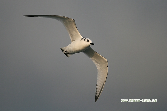 Dreizehenmöwe - Copyright Stefan Pfützke