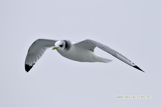 Dreizehenmöwe - Copyright Stefan Pfützke
