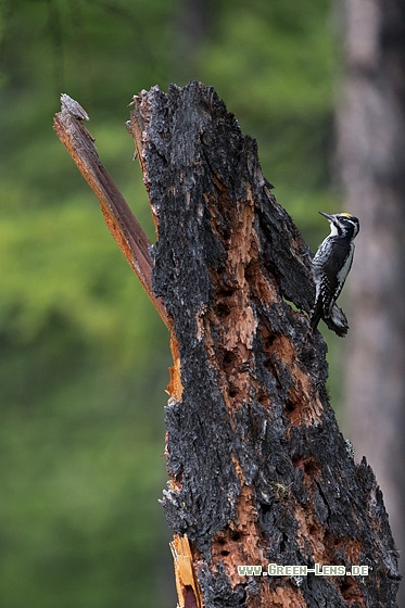 Dreizehenspecht - Copyright Mathias Putze