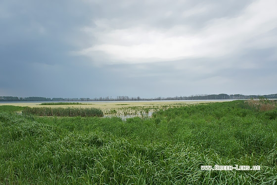 Polderlandschaft - Copyright Stefan Pfützke