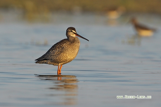 Dunkler Wasserläufer - Copyright Stefan Pfützke