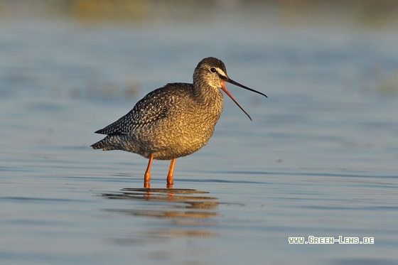 Dunkler Wasserläufer - Copyright Stefan Pfützke