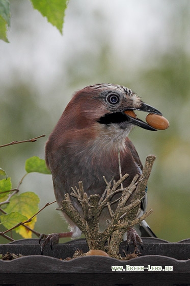 Eichelhäher - Copyright Stefan Pfützke