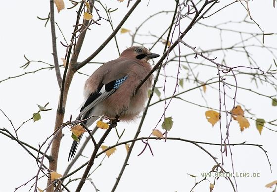 Eichelhäher - Copyright Stefan Pfützke