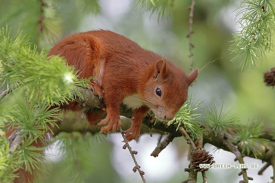 Eichhörnchen - Copyright Stefan Pfützke