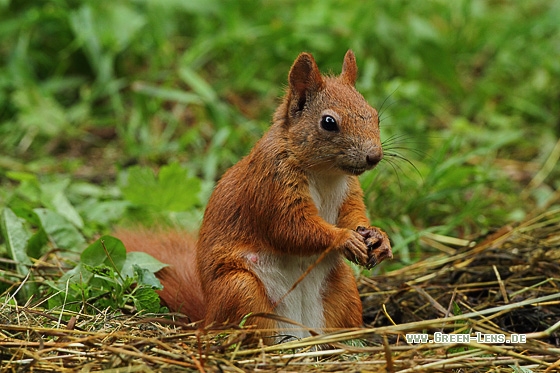 Eichhörnchen - Copyright Stefan Pfützke