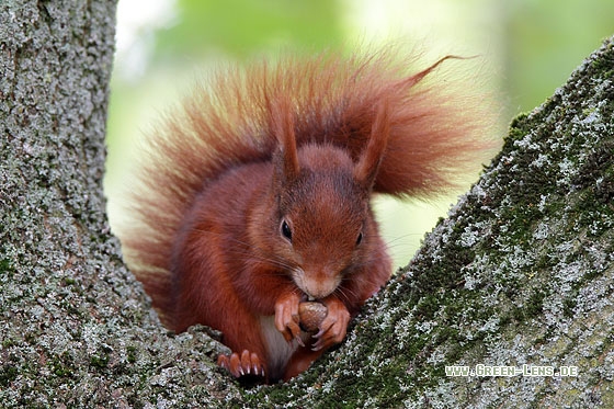 Eichhörnchen - Copyright Stefan Pfützke