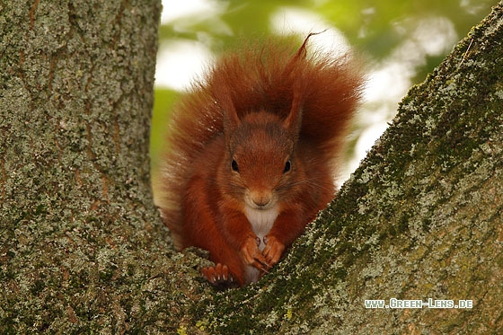 Eichhörnchen - Copyright Stefan Pfützke