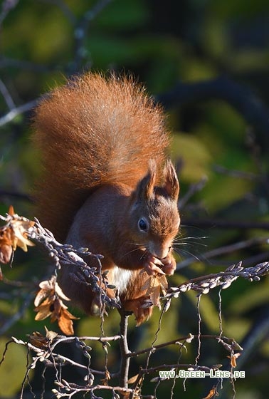 Eichhörnchen - Copyright Stefan Pfützke