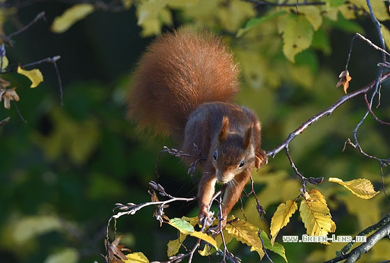 Eichhörnchen - Copyright Stefan Pfützke