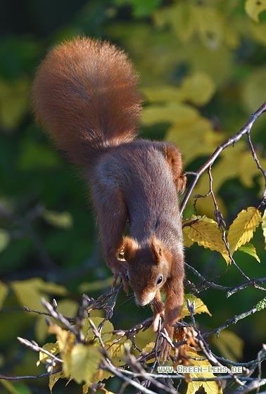 Eichhörnchen - Copyright Stefan Pfützke