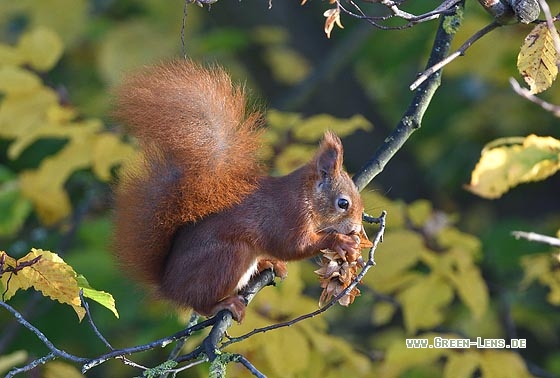 Eichhörnchen - Copyright Stefan Pfützke