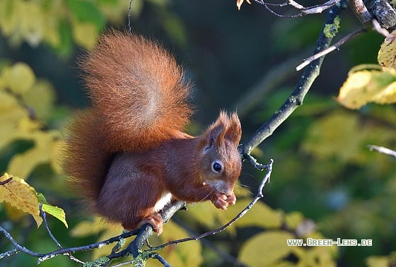 Eichhörnchen - Copyright Stefan Pfützke