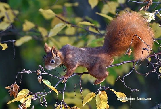 Eichhörnchen - Copyright Stefan Pfützke