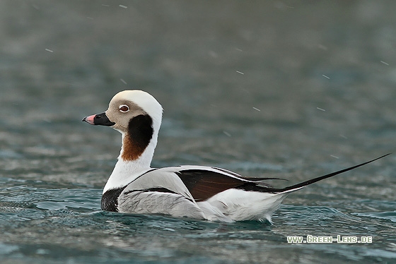 Eisente - Copyright Stefan Pfützke