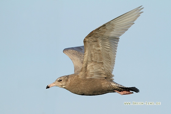 Eismöwe - Copyright Stefan Pfützke