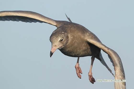 Eismöwe - Copyright Stefan Pfützke