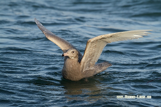 Eismöwe - Copyright Stefan Pfützke