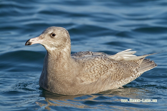 Eismöwe - Copyright Stefan Pfützke