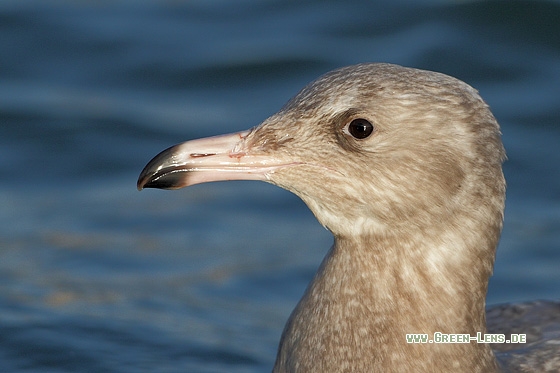 Eismöwe - Copyright Stefan Pfützke