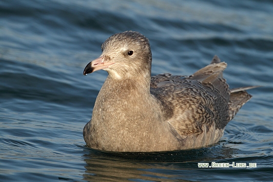 Eismöwe - Copyright Stefan Pfützke