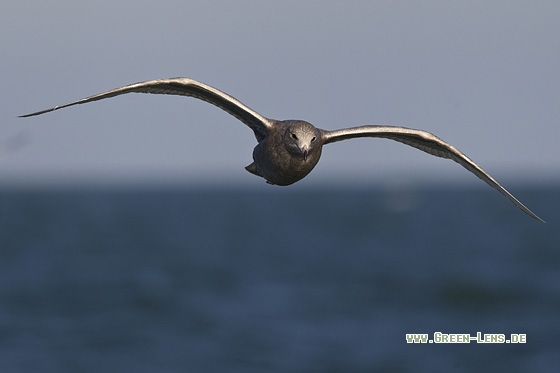 Eismöwe - Copyright Mathias Putze