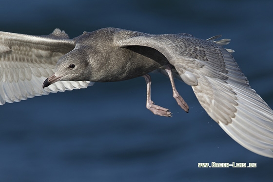 Eismöwe - Copyright Mathias Putze