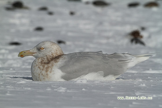 Eismöwe - Copyright Stefan Pfützke