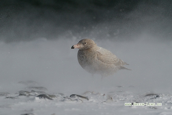 Eismöwe - Copyright Stefan Pfützke