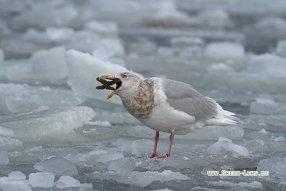 Eismöwe - Copyright Stefan Pfützke