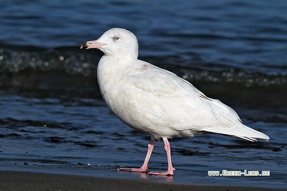 Eismöwe - Copyright Stefan Pfützke