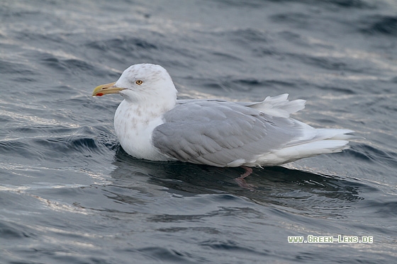 Eismöwe - Copyright Stefan Pfützke