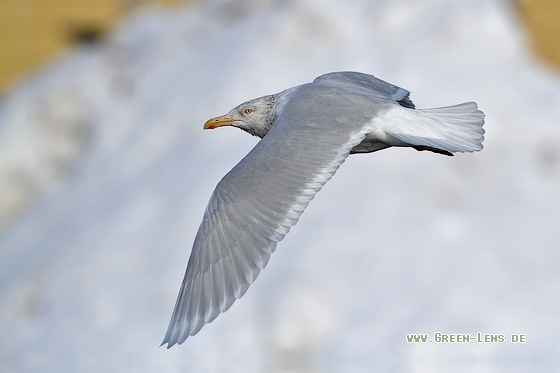 Eismöwe - Copyright Stefan Pfützke