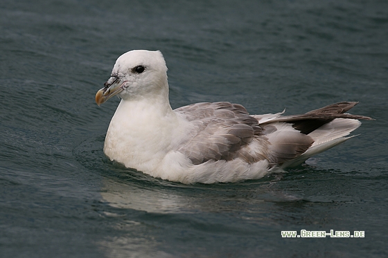 Eissturmvogel - Copyright Stefan Pfützke