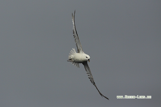 Eissturmvogel - Copyright Stefan Pfützke