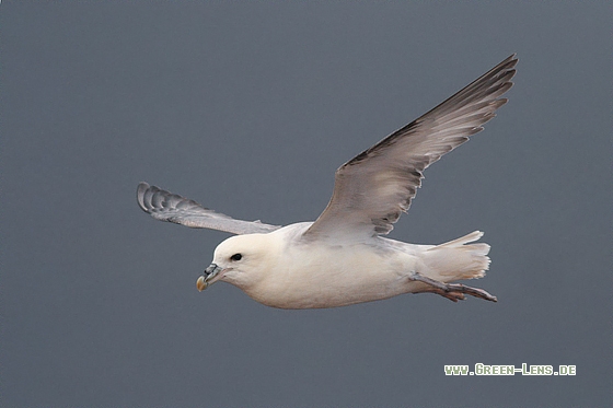 Eissturmvogel - Copyright Stefan Pfützke