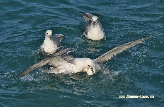 Eissturmvogel - Copyright Stefan Pfützke